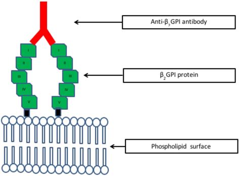 anticoagulant lupic bioclinica|Anticorps anti